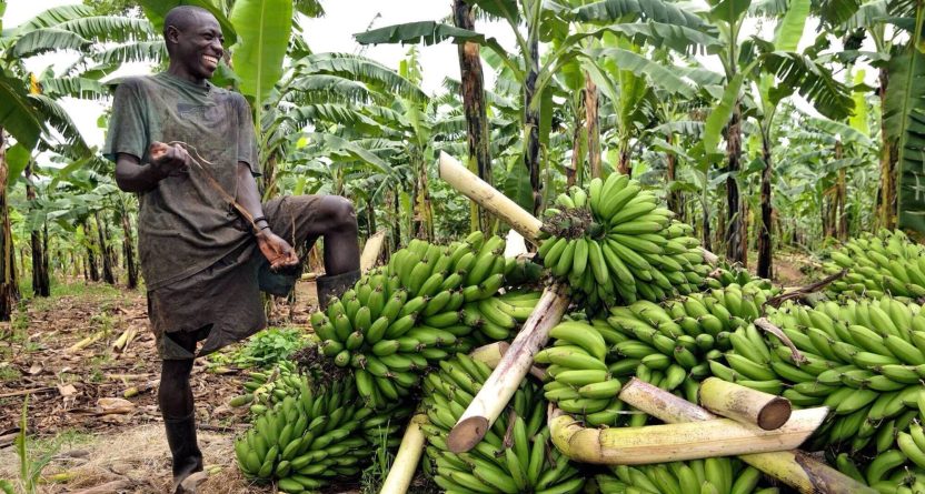 Uganda-agriculture Uganda-agriculture